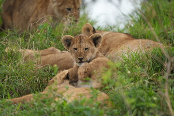 small lion cub cleaning himself, licking his leg, while lying in the serengeti national park with his pride