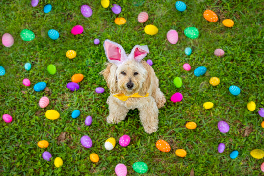 Overhead view of a cockapoo wearing bunny ears and a bow tie sitting on the grass surrounded by assorted painted Easter eggs