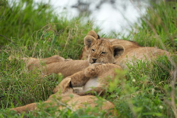 small lion cub cleaning himself, licking his leg, while lying in the serengeti national park with his pride