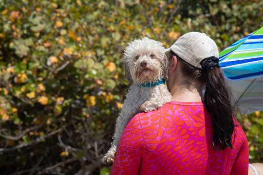 Close-up rear view of a woman standing outdoors carrying her havapoo dog on her shoulder, Florida, USA