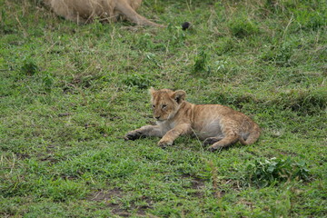 little lion cub lying on the grass in the serengeti in Tanzania, leo,