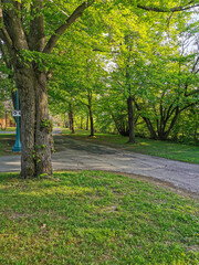 Serene park pathway surrounded by lush green trees in the golden hour, capturing the tranquility of nature and peaceful outdoor landscapes