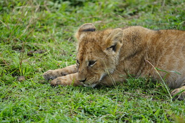Adorable Lion Cub Resting in Lush Grass – Serengeti National Park, Tanzania