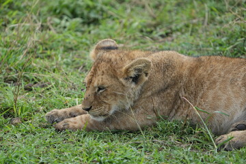 lion cub in the grass, wallpaper, serengeti national park