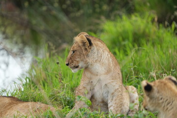 lion cub in the grass, portrait in the serengeti national park, looking over its shoulder