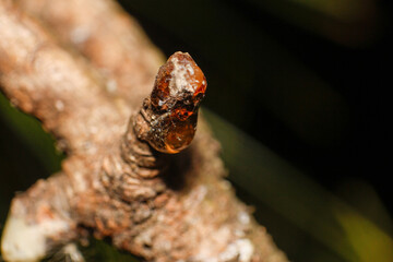 Organic life concept: leaking bright yellow drops of pine tar, resin, with a spider web on a dark tree bark background