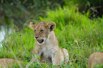 lion cub in the grass of the serengeti national park tanzania yawning cute wallpaper