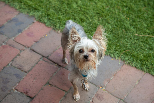 Overhead view of a teacup yorkie standing on a footpath in a garden looking up