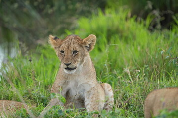 Fototapeta premium lion cub in the grass of the serengeti national park tanzania yawning cute wallpaper