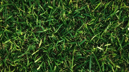 Obraz premium Lush Green Grass Texture Close-Up for Nature and Landscape Use