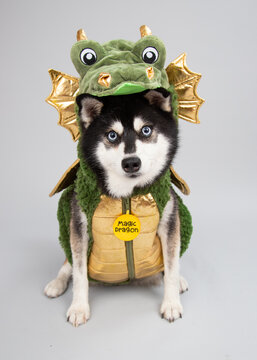 Portrait of an Alaskan Klee Kai dog wearing a magic dragon costume sitting in front of a grey background