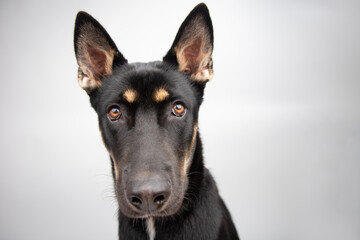 Close-up portrait of a german shepherd dog sitting in front of a grey background