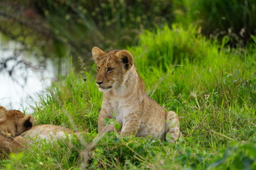 portrait of a small little lion cub with green background sitting up cute in the serengeti national park