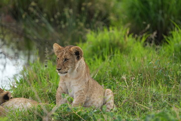 lion cub panthera leo sitting in the green savannah of the serengeti national park tanzania