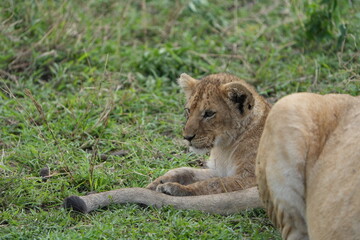 portrait of a cute little lion cub