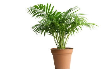Potted palm tree isolated on Transparent background, PNG file