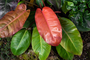 Close-up of Philodendron Prince of Orange with vibrant orange and green leaves. A tropical ornamental houseplant with stunning color transitions © Tatiana