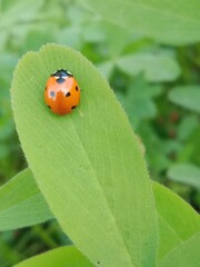 Coccinella septempunctata on green leaf or seven-spot ladybird sitting on green leaf 
