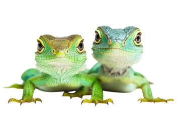 Obraz premium Colorful and Detailed Lizards Isolated on a transparent Background Suitable for Design Use