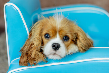Cavalier King Charles Hund Portrait Kopf auf blauem Sessel nah Querformat