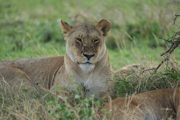 Obraz premium lioness in the grass