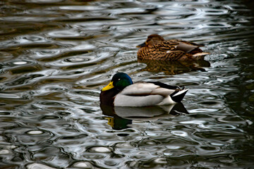 Stockenten auf rauem Wasser