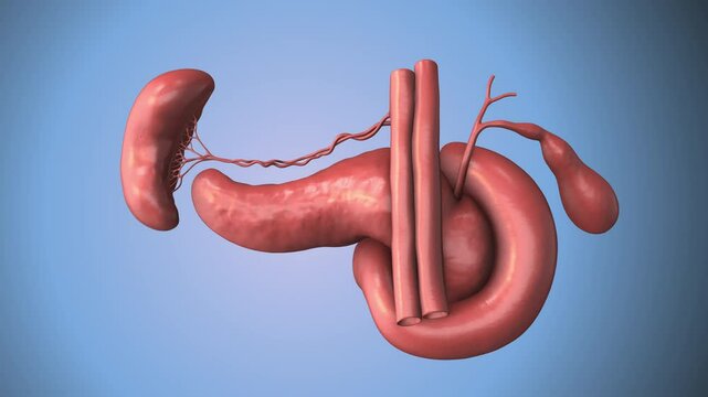 The Anatomy of the Human Pancreas