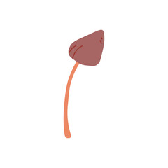 illustration of Cordyceps mushroom