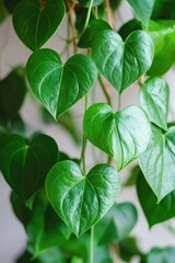 Fototapeta premium Heart-Shaped Leaves