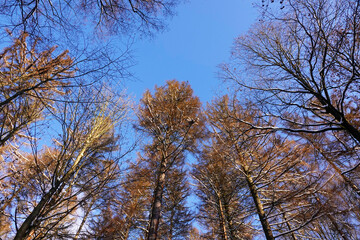 Blick im Winter zu den Baumwipfeln	
