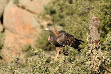 aguila real adulta en la sierra abulense.Avila.España