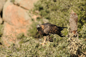 aguila real adulta en la sierra abulense.Avila.España
