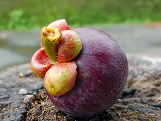 Fresh mangosteen fruit on wooden table with blurred background. Close up and isolated fruit.  © Vhilandary