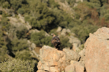 aguila real adulta en la sierra abulense.Avila.España
