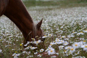 Sommerregen auf der Pferdekoppel. Schönes Pferd im Regen in einer Margeritenwiese