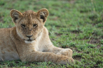 Obraz premium head shot portrait of a lion cub