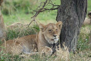 Thoughtful Lion Resting Against a Tree in Serengeti National Park, Tanzania