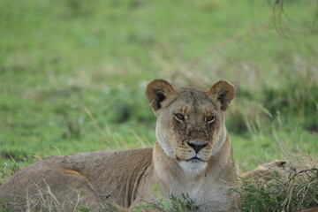 portrait of a lioness in the serengeti national park wallpaper background