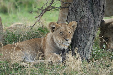 Thoughtful Lion Resting Against a Tree in Serengeti National Park, Tanzania