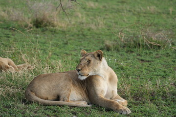 lioness laying in the grass after a good meal, serengeti national park background wallpaper
