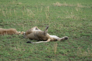 sleeping lion in the serengeti national park after a good meal