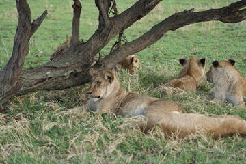 Naklejka premium Pride of Lions Resting in the Shade Under a Tree on the African Savanna