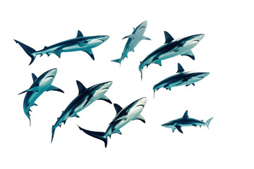 Striking Image of Sharks Swimming Gracefully Isolated on a Clean transparent Background