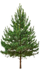 Pine tree with dense needles isolated on Transparent background, PNG file