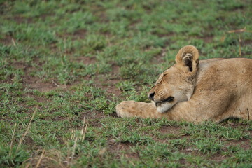 sleeping lion cub in the serengeti national park tanzania