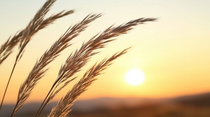a close up of some tall grass with the sun setting in the background