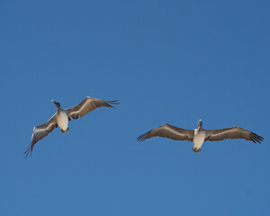 Pelican. Arecibo, Puerto Rico