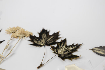 Handmade from leaves and paints.  Herbarium of dried leaf painted