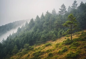 Obraz premium morning in the mountains