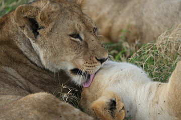 mother lion (lioness) cleaning her cub with her tongue in the serengeti national park in tanzania, safari